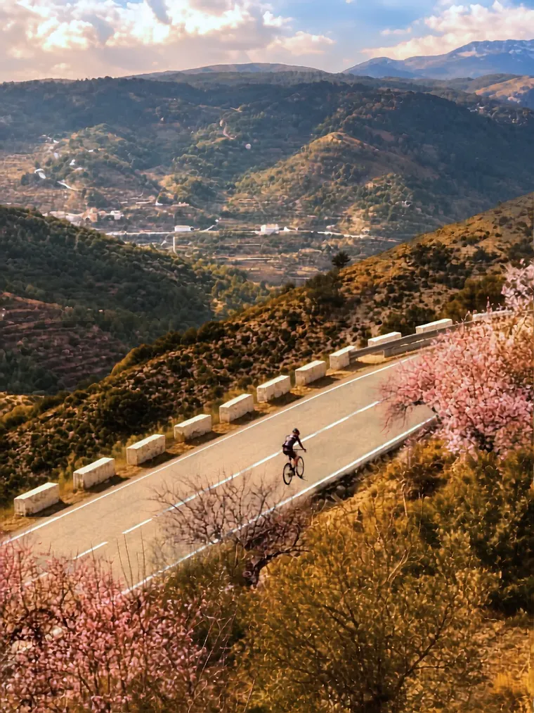 A cyclist climbing a quiet mountain road above the valley, almond blossom either side
