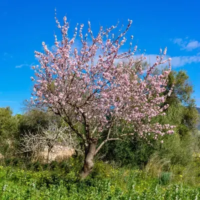 Almond tree in blossom near Castell de Castells