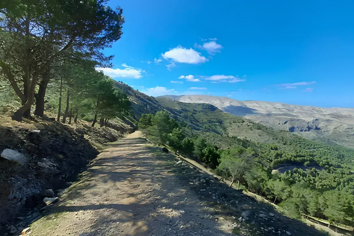 The old track through the pines above the valley on the springs walk